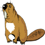 Beaver 6