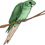 Parakeet 5