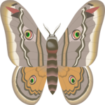 Moth 29