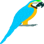 Parrot 07