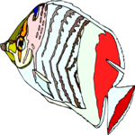 Butterfly Fish 7