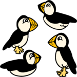 Puffins