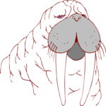Walrus 15
