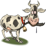 Cow 30