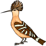 Hoopoe 7