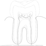 Tooth 05 Clip Art