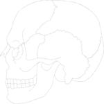 Skull 04