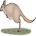 Kangaroo 16 Clip Art