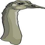 Ostrich 11