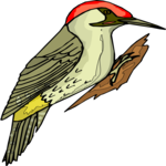 Woodpecker 10