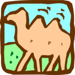 Camel 06