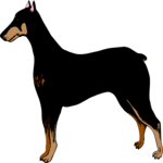 Doberman 9