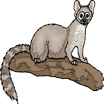 Ringtail Cat 2