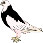 Pigeon 18