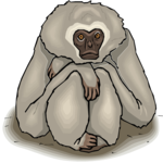 Gibbon 3 Clip Art
