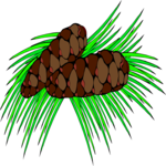 Pine Cones 3