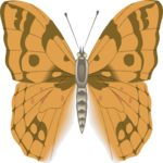 Butterfly 109