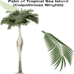 Palm of Tropical Sea Island