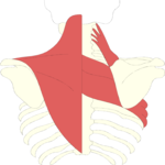 Musculature - Back 1