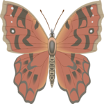 Butterfly 113