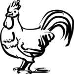 Rooster 01