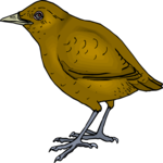 Bird 155