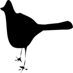 Bird 13