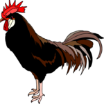 Chicken 15