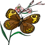 Butterfly 057
