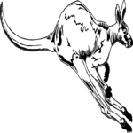 Kangaroo 1