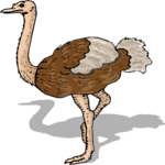 Ostrich 12