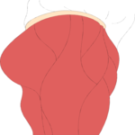 Musculature - Thigh 2