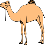 Camel 06
