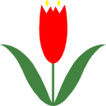 Tulip 01