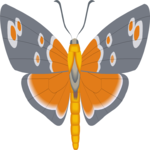 Moth 48 Clip Art