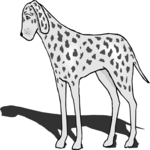 Dalmatian 5