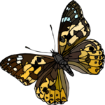 Butterfly 123