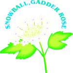 Snowball - Gadder Rose Clip Art