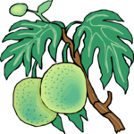 Kiwi 10 Clip Art