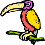 Toucan 8