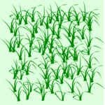 Grass Background