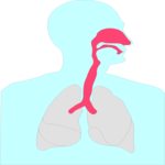 Respiratory System 1 Clip Art