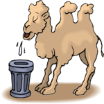 Camel Drinking