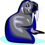 Walrus 03