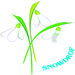 Snowdrop 4