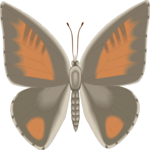 Butterfly 111
