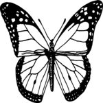 Butterfly 036