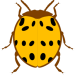 Beetle 08