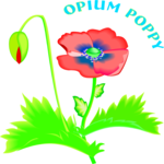 Opium Poppy