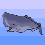 Whale - Sperm 2